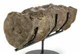 Articulated Hadrosaur (Brachylophosaurus?) Vertebrae - Montana #353511-2